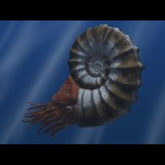 ✨Gorgeous ULTRA RARE Cleoniceras necklace ✨ - Picture 6 of 6